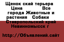 Щенок скай терьера › Цена ­ 20 000 - Все города Животные и растения » Собаки   . Ставропольский край,Невинномысск г.